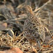 Common Buttonquail