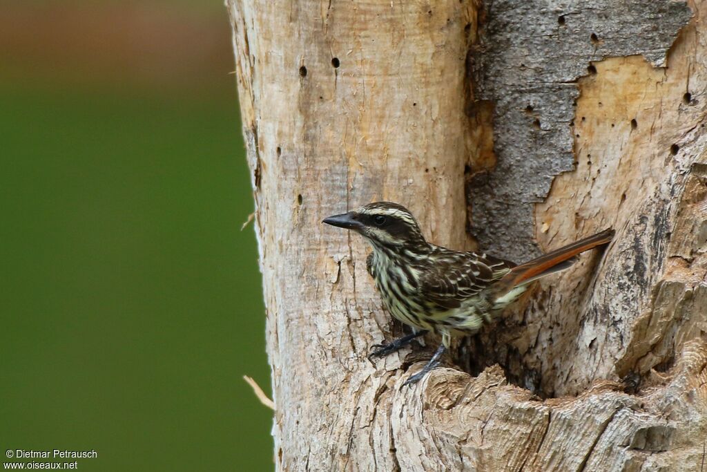 Streaked Flycatcheradult