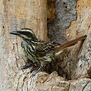 Streaked Flycatcher