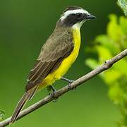 Rusty-margined Flycatcher