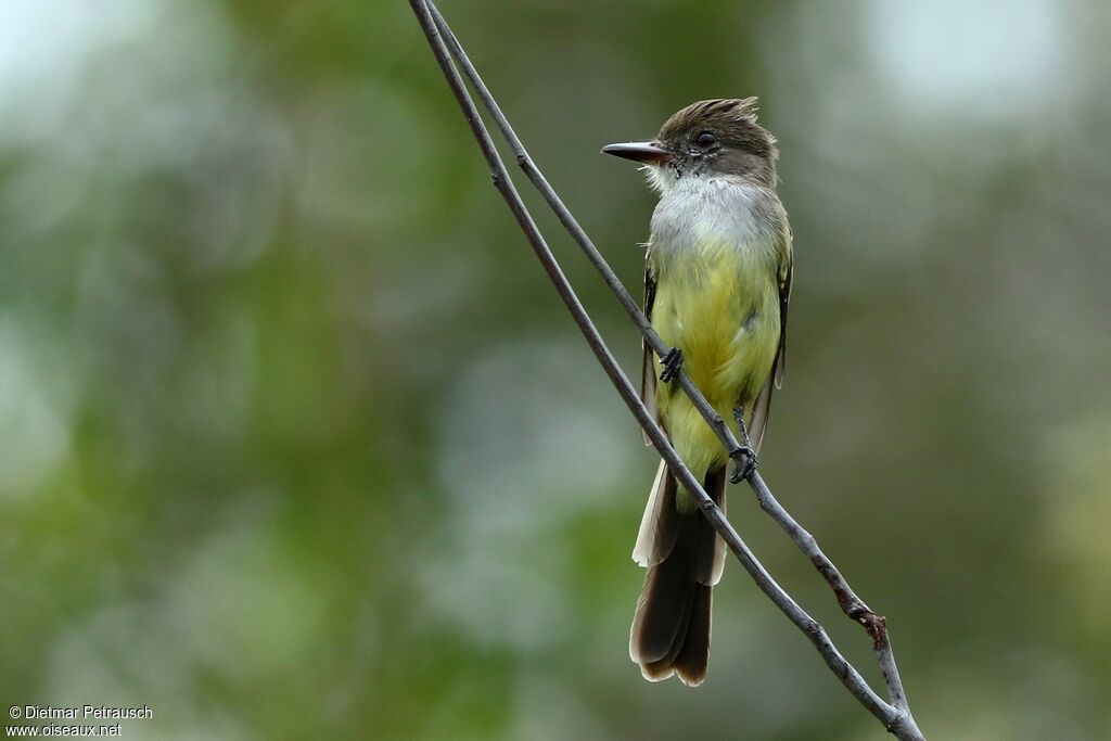 Brown-crested Flycatcheradult