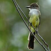 Brown-crested Flycatcher