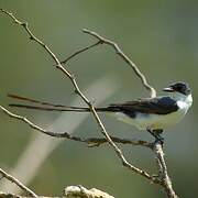 Fork-tailed Flycatcher