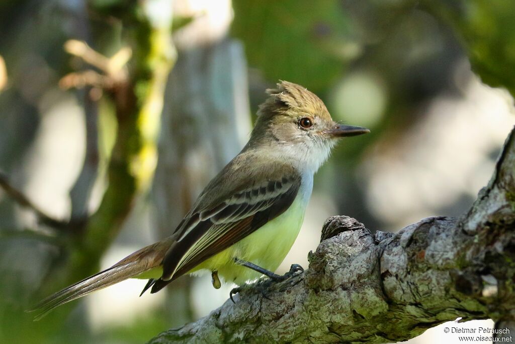 Short-crested Flycatcheradult