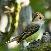 Short-crested Flycatcher