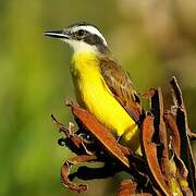 Lesser Kiskadee