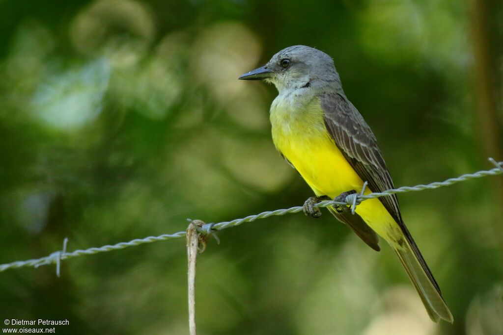 Tropical Kingbirdadult