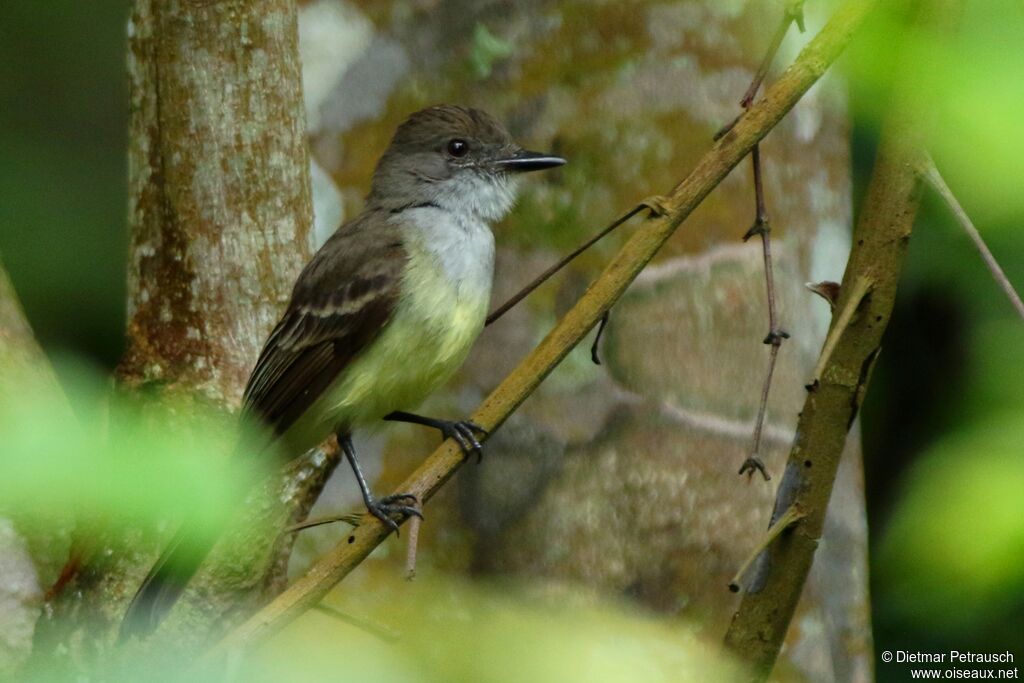 Dusky-capped Flycatcheradult