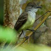 Dusky-capped Flycatcher