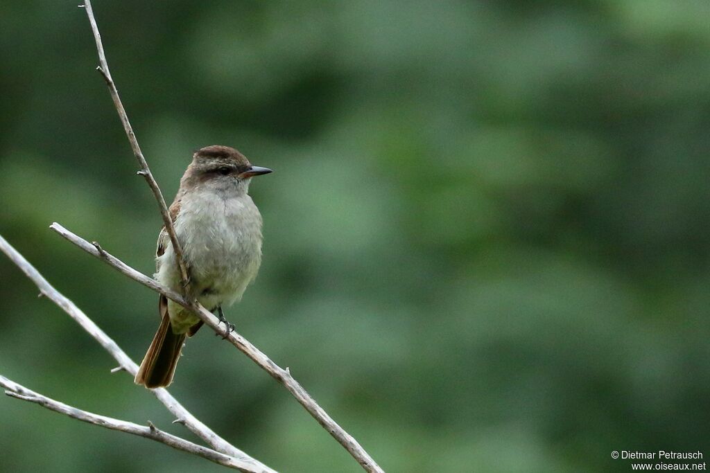 Crowned Slaty Flycatcheradult