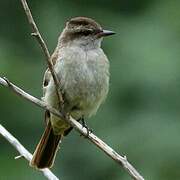 Crowned Slaty Flycatcher