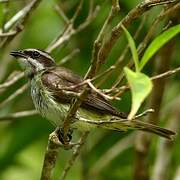 Piratic Flycatcher