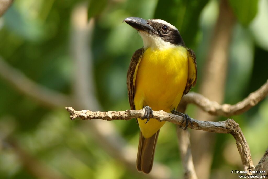 Boat-billed Flycatcheradult