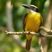 Boat-billed Flycatcher