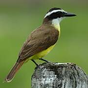 Great Kiskadee