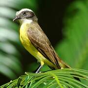 Social Flycatcher