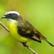 Social Flycatcher