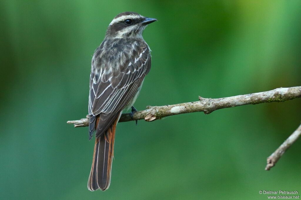 Variegated Flycatcheradult