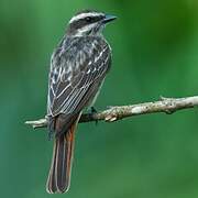 Variegated Flycatcher