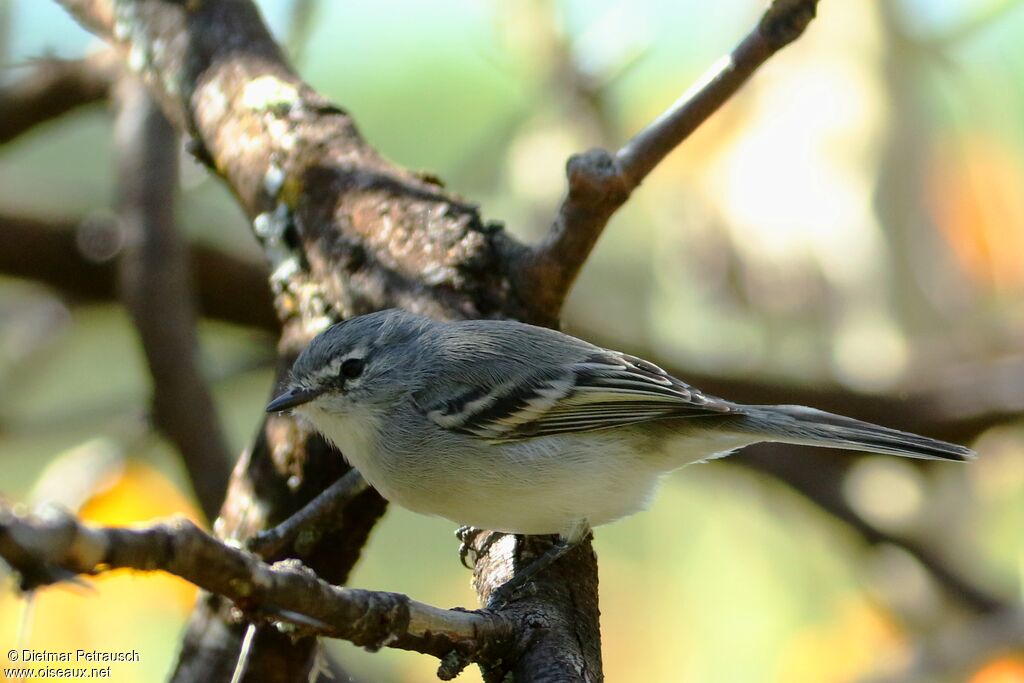 White-throated Tyrannuletadult