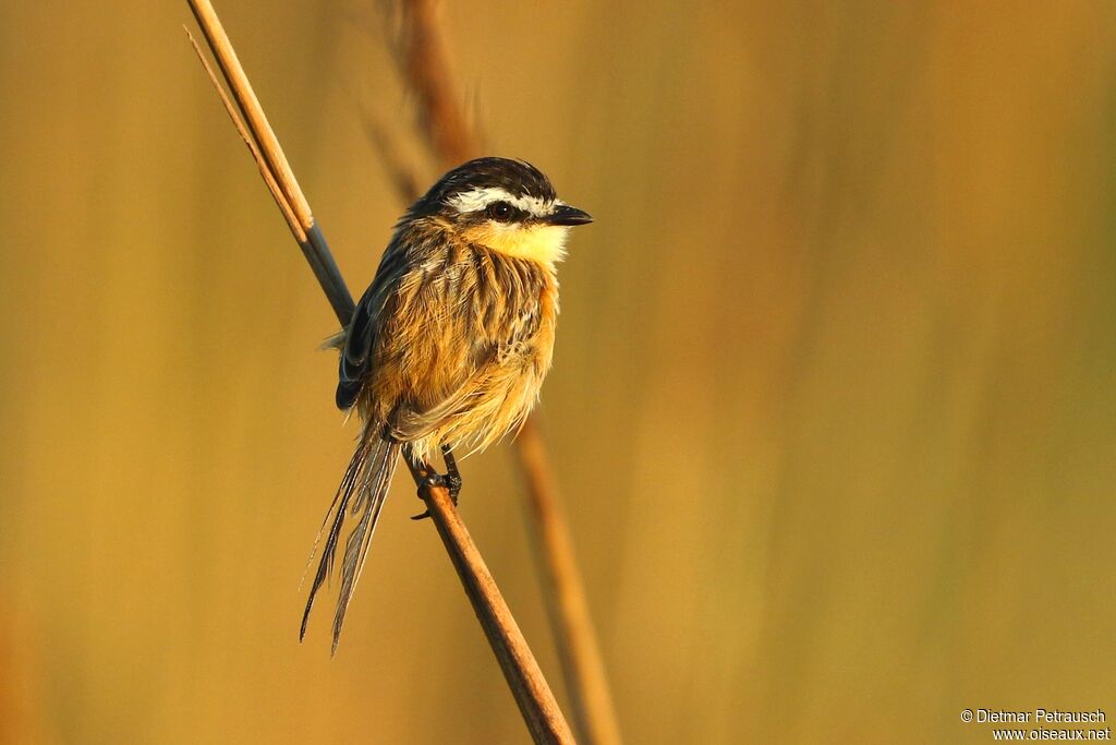 Sharp-tailed Grass Tyrantadult