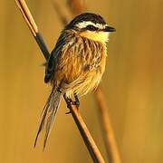 Sharp-tailed Grass Tyrant