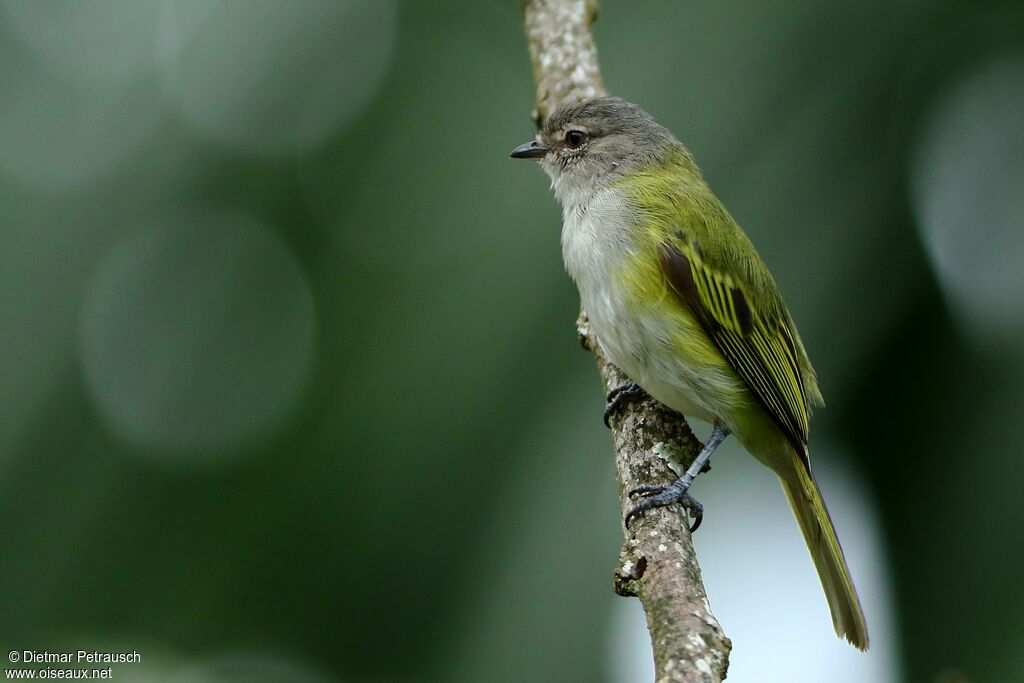 Grey-capped Tyrannuletadult