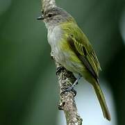 Grey-capped Tyrannulet