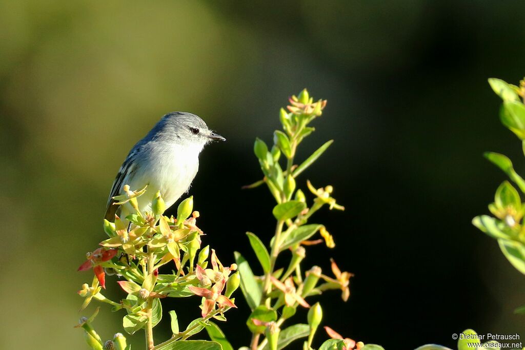 White-crested Tyrannuletadult