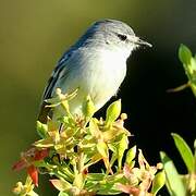 White-crested Tyrannulet