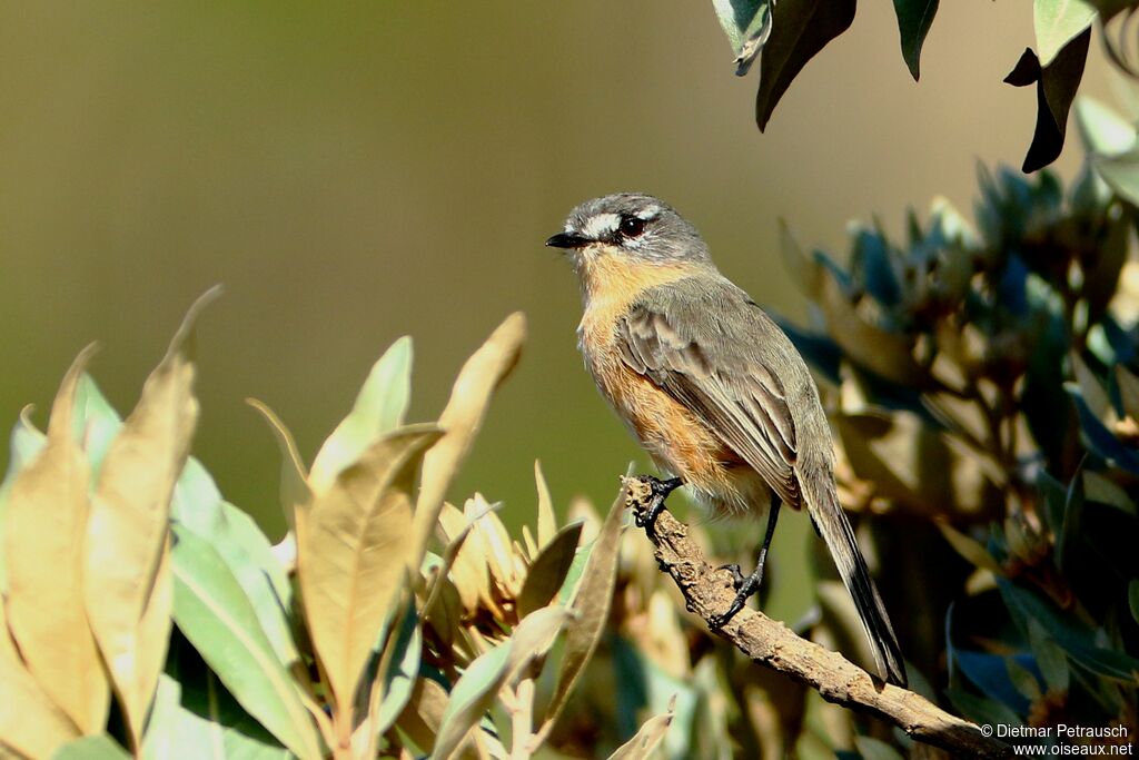 Grey-backed Tachuriadult