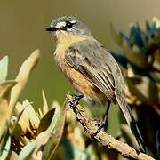 Grey-backed Tachuri