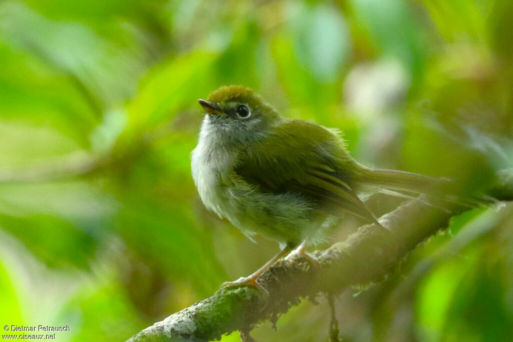 Serra do Mar Bristle Tyrantadult