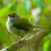 Serra do Mar Tyrannulet