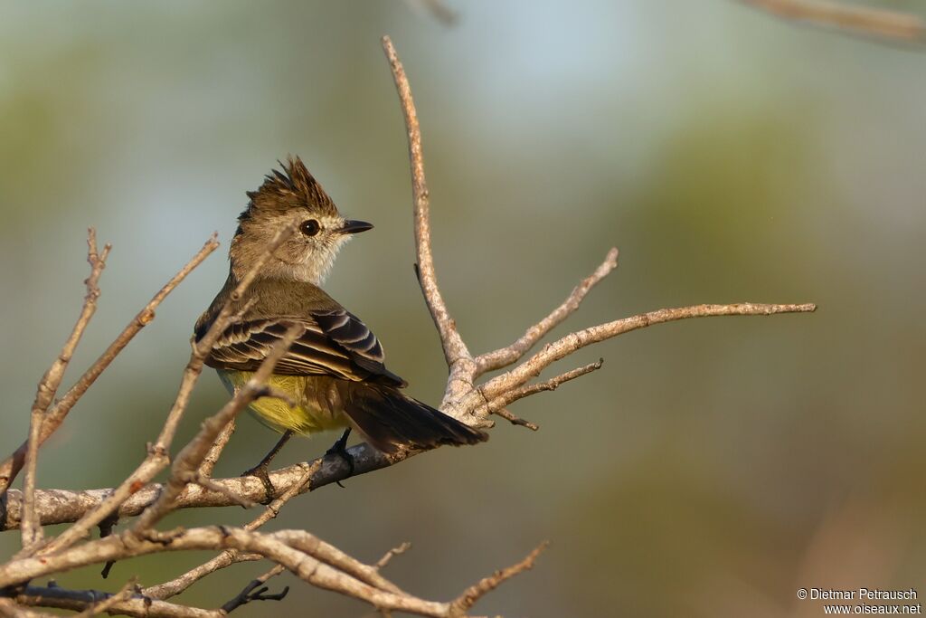 Tyranneau des palétuviers