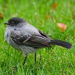 Tyranneau des torrents