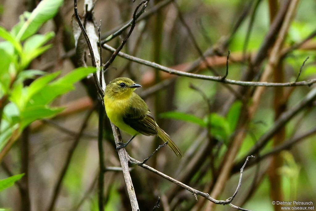 Yellow Tyrannuletadult