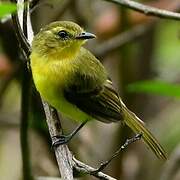 Yellow Tyrannulet