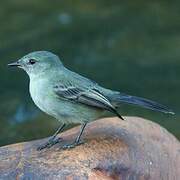 Sooty Tyrannulet