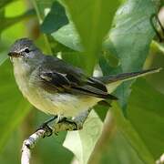 Southern Beardless Tyrannulet