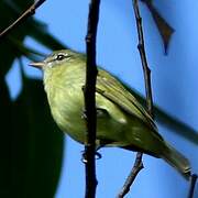 Rough-legged Tyrannulet