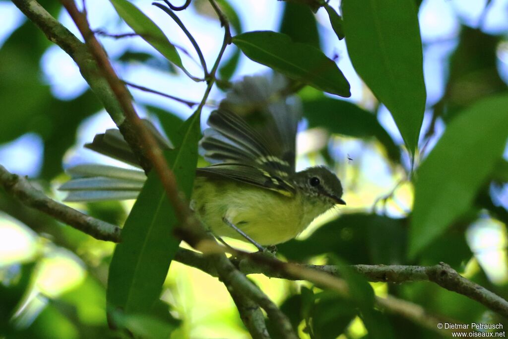 Mottle-cheeked Tyrannuletadult