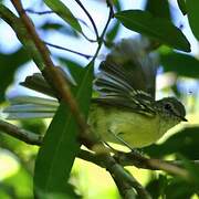 Mottle-cheeked Tyrannulet