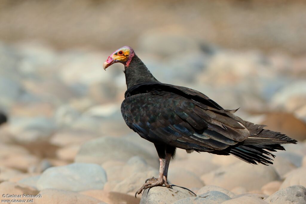 Lesser Yellow-headed Vultureadult, identification