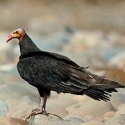 Lesser Yellow-headed Vulture