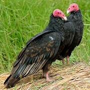 Turkey Vulture