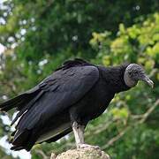 Black Vulture