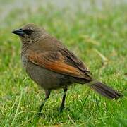 Greyish Baywing