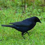 Shiny Cowbird