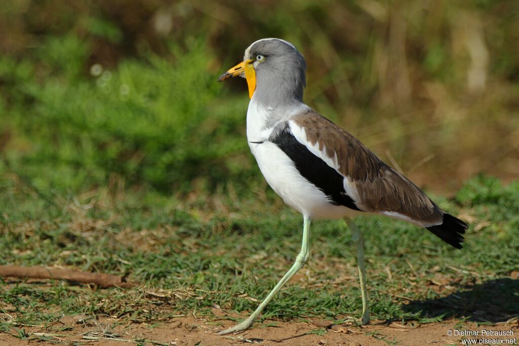 White-crowned Lapwingadult